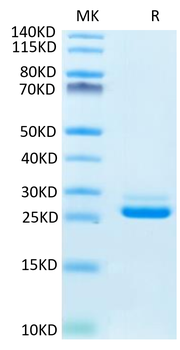 Human LILRB1 Protein