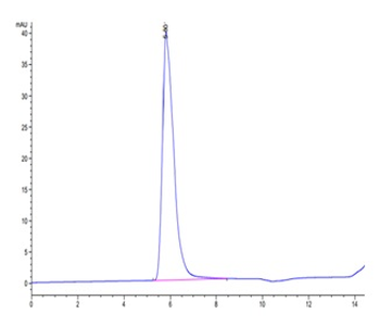 Human LIF R Protein