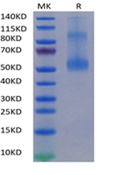 Human LIGHT (Trimer) Protein