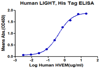 Human LIGHT Protein