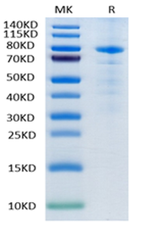 Human LAG3 Protein