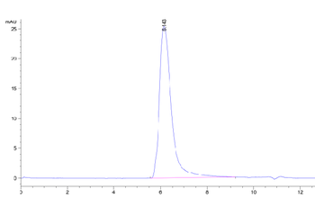 Human IL-23 R Protein