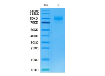 Human IL-13RA1 Protein