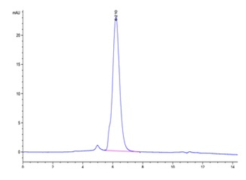 Human IL-17RA Protein