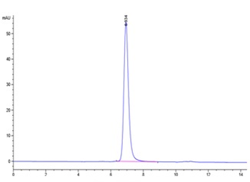 Human IL-12 Protein