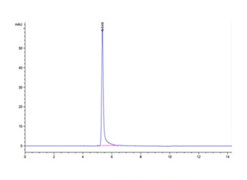 Human IGF1R Protein