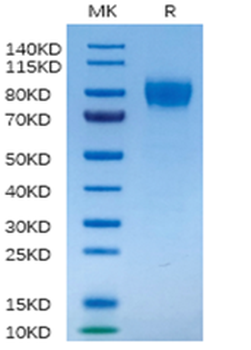 Human IFN-Alpha Protein