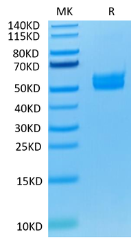 Human ICOS Protein