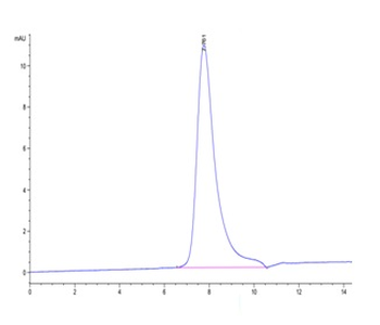 Human ErbB2 Protein