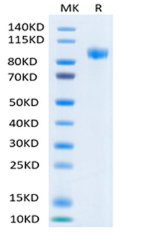 Human ErbB3 Protein