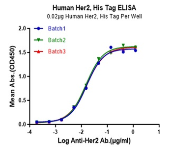 Human ErbB2 Protein