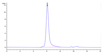 Human ErbB2 Protein