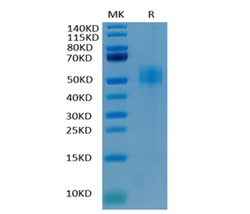 Human GFRAL Protein