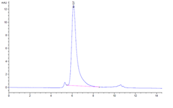 Human DLL4 Protein