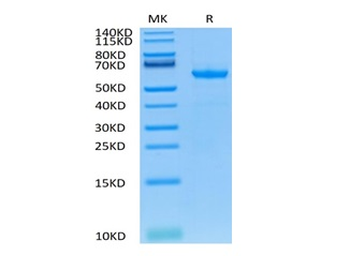 Mouse CD73 Protein