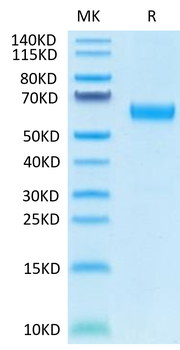 Human CD47 Protein