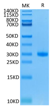 Mouse CD40 Protein