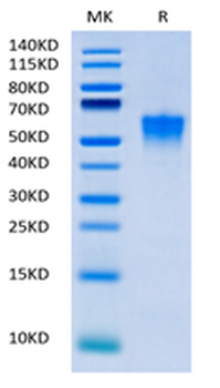 Human CD38 Protein