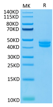 Monkey CD3E & CD3G Protein