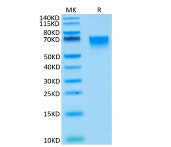 Human CD27 Protein