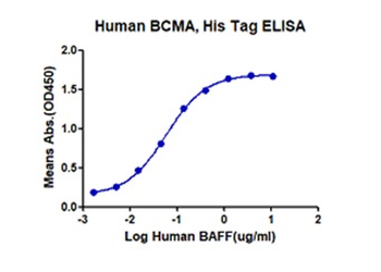 Human BCMA Protein