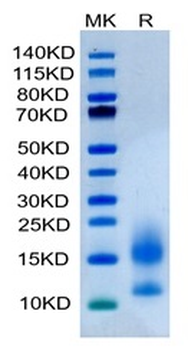 Human BCMA Protein