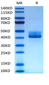 Human BAFFR Protein