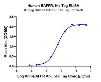 Human BAFFR Protein