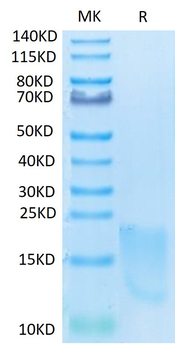 Monkey BAFFR Protein