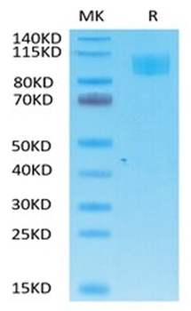 Monkey ACE2 Protein