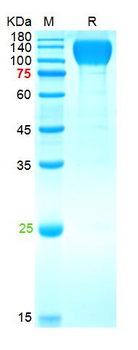 SARS-Cov-2 Spike S1 Protein