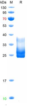 Human TGFBR2 Protein