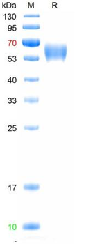 Human AMH Protein