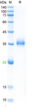 SARS-Cov-2 Spike RBD Protein