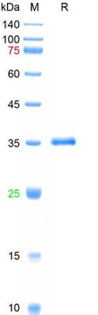 SARS-Cov-2 Spike RBD Protein