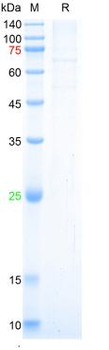 SARS-Cov-2 Spike S1 Protein