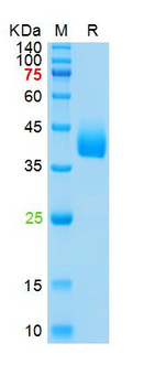 Human Azurocidin Protein