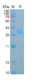 Human Azurocidin Protein