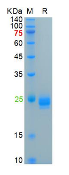 Human IL-1 Alpha Protein