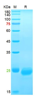 Human VEGF-165 Protein