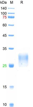 Human PLGF-2 Protein