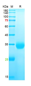 SARS-Cov-2 Spike RBD Protein