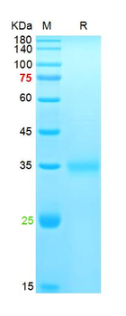 SARS-Cov-2 Spike RBD Protein