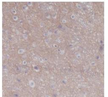 CD47 antibody