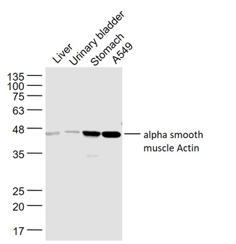 ACTA2 antibody