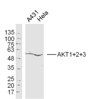 AKT+2+3 antibody