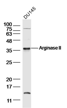 Arginase II antibody