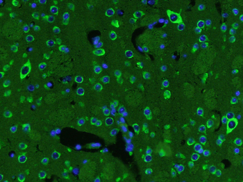 BDNF antibody