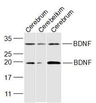 BDNF antibody