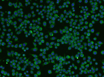 BDNF antibody